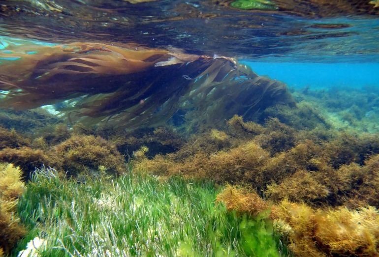Presentan un plan millonario para combatir la proliferación de algas tóxicas en el agua en Australia Presentan un plan millonario para combatir la proliferación de algas tóxicas en el agua en Australia