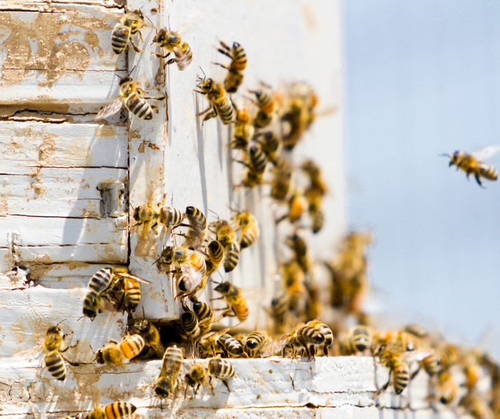 La diplomatura será dictada por la Universidad Nacional de Río Negro (UNRN). La diplomatura será dictada por la Universidad Nacional de Río Negro (UNRN).
