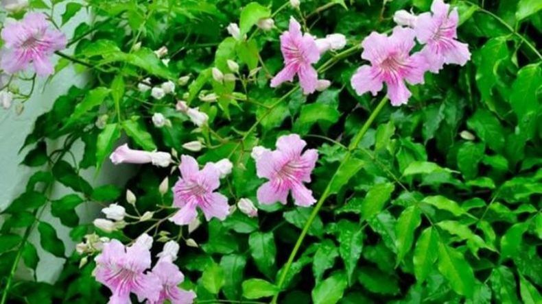 Adiós canteros en el jardín | LM Neuquen Adiós canteros en el jardín