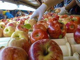 Los trabajadores dejaron de trabajar en los galpones e impidieron la salida de fruta. Los trabajadores dejaron de trabajar en los galpones e impidieron la salida de fruta.