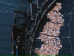 Expertos alertan: el uso de antibióticos en salmones podría afectar a humanos Expertos alertan: el uso de antibióticos en salmones podría afectar a humanos