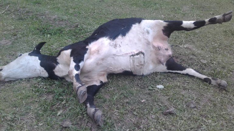Los cuatro animales aparecieron muertos luego de que su dueño las moviera a un sector de la chacra lindante con la del vecino