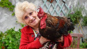 Aplazan el insólito juicio a un gallo que canta temprano