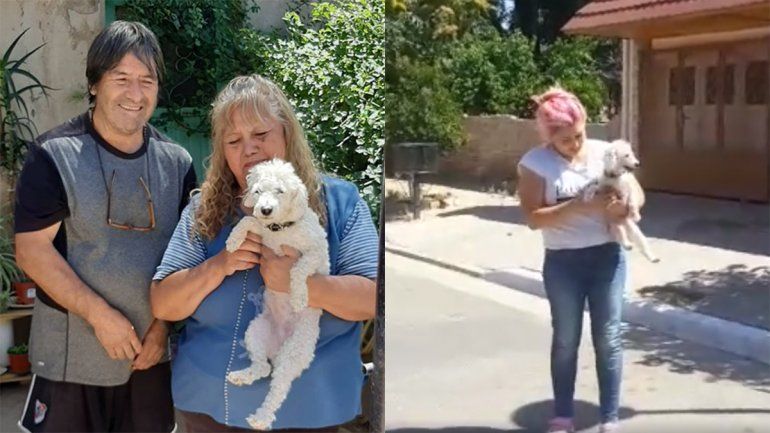 Apareció el perro que había sido robado a punta de pistola a un niño