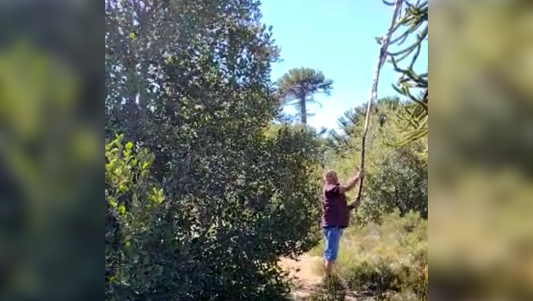Vecinos de Villa Pehuenia repudian el daño de araucarias para recolectar piñones