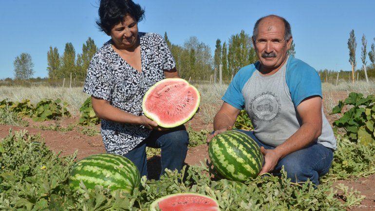 Luis y Elba se sienten satisfechos con la cantidad y la calidad de las sandías que cosecharon en su chacra de Plottier.