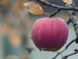 Desplome del consumo interno de manzanas
