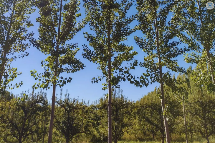 Algunos nuevos clones de álamos y sauces poseen mejores tasas de crecimiento y sanidad. Foto: INTA Algunos nuevos clones de álamos y sauces poseen mejores tasas de crecimiento y sanidad. Foto: INTA