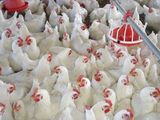 La producción de pollos en la región del norte de la Patagonia creció en 2023, pero sigue sin resolver sus problemas estructurales.