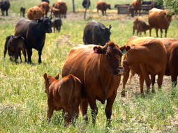 patagonia: primer recurso por la flexibilizacion de la barrera sanitaria patagonia: primer recurso por la flexibilizacion de la barrera sanitaria