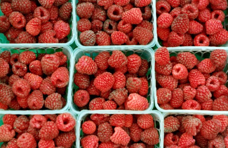 Las hembras atacan las frutas finas (como arándano, cereza, frambuesa, frutilla y zarzamora) porque presentan piel delicada. Foto INTA. Las hembras atacan las frutas finas (como arándano, cereza, frambuesa, frutilla y zarzamora) porque presentan piel delicada. Foto INTA.