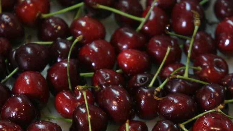Se viene una temporada jugosa de cerezas neuquinas