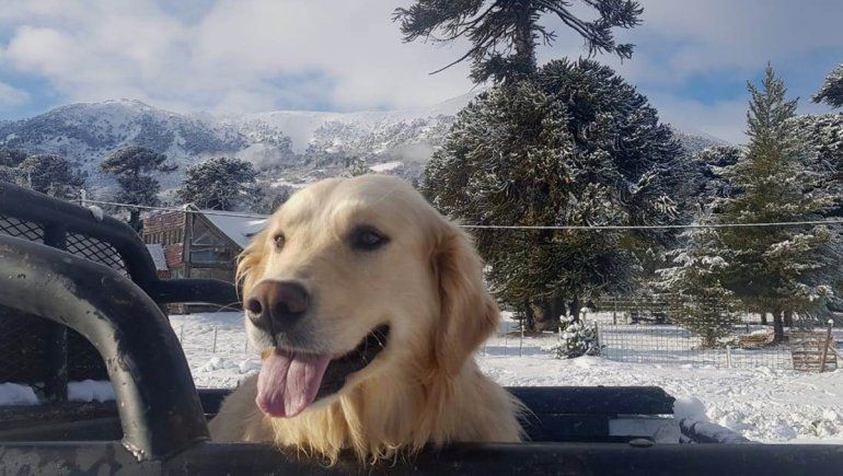 El golden que disfruta la nieve en el paraíso cordillerano de Moquehue
