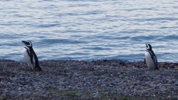 Este domingo llegaron los dos primeros pingüinos de Magallanes de 2024 a Chubut. Este domingo llegaron los dos primeros pingüinos de Magallanes de 2024 a Chubut.