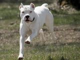El motociclista de Choele Choel afirmó que el perro lo embistió en un ataque y cayó al suelo, sufriendo quebraduras en su brazo izquierdo. La Justicia le dio la razón, aunque el fallo puede ser apelado.