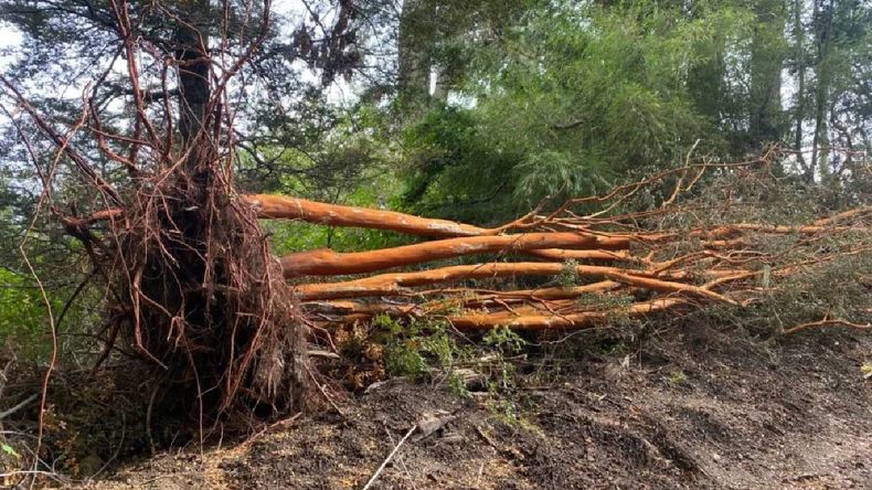 Cortaron arrayanes en el lago Correntoso de Villa La Angostura. Foto: Diario Andino. | LM Neuquen Cortaron arrayanes en el lago Correntoso de Villa La Angostura. Foto: Diario Andino.