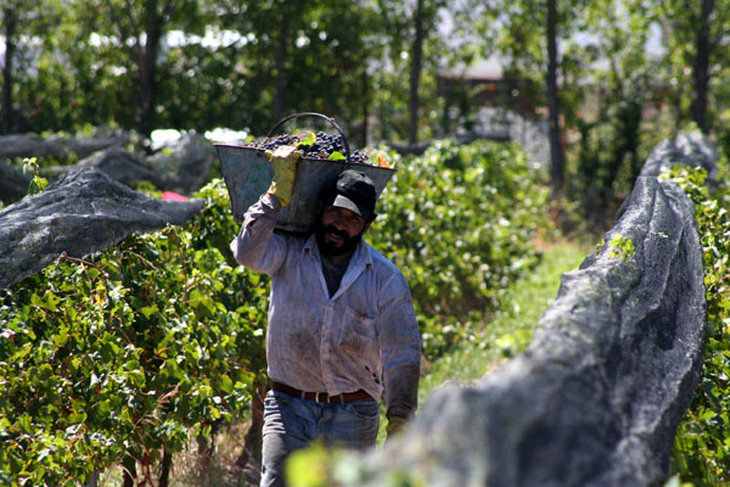 Pinot Noir es la variedad estrella que define la elegancia de los vinos regionales.