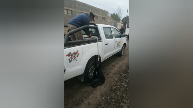 ¿Qué pasó con la perrita que iba colgando de una camioneta petrolera?