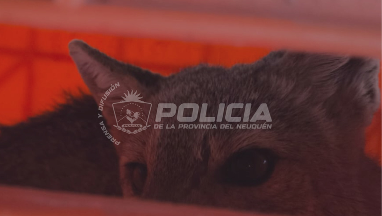 Un zorro apareció en una casa particular de Vista Alegre.
