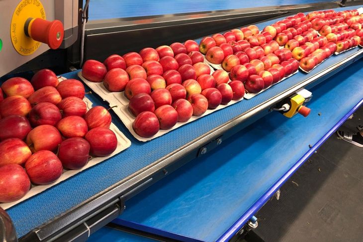 A pesar del crecimiento, los precios no se ver&aacute;n presionados: el mercado sigue estable y con buenas perspectivas de exportaci&oacute;n.