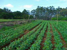Las lluvias traen alivio al campo. Las lluvias traen alivio al campo.