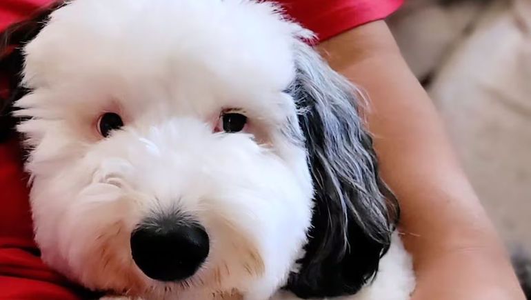 Bailey, el perro que se parece a Snoopy Bailey, el perro que se parece a Snoopy