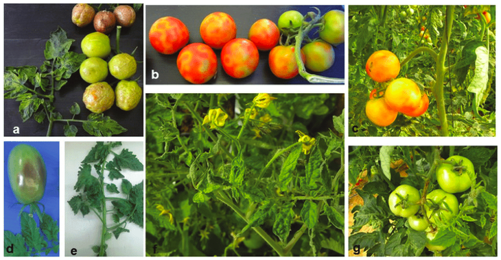 Fotografías: plantas de tomate infectadas con el Virus rugos0 del tomate (ToBRFV). a, d Manchas oscuras y rugosidad en frutos; b, c manchas amarillas en frutos; e-g Patrón de mosaico en las hojas y deformación de las mismas; g necrosis en peciolos, pedicelo y cálices. Fuente: Dombrovsky & Smith, 2017. Fotografías: plantas de tomate infectadas con el Virus rugos0 del tomate (ToBRFV). a, d Manchas oscuras y rugosidad en frutos; b, c manchas amarillas en frutos; e-g Patrón de mosaico en las hojas y deformación de las mismas; g necrosis en peciolos, pedicelo y cálices. Fuente: Dombrovsky & Smith, 2017.
