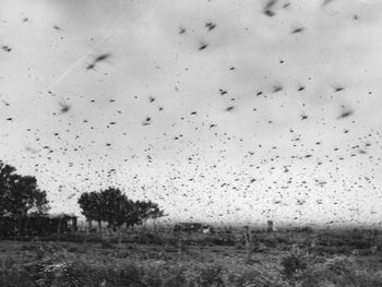 el dia en que argentina quedo a oscuras por una plaga de langostas