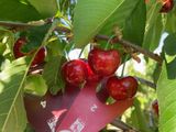 Mendoza dio inicio a la temporada argentina de cerezas 2025/26. Buena calidad pero menor volumen es lo que se espera. Mendoza dio inicio a la temporada argentina de cerezas 2025/26. Buena calidad pero menor volumen es lo que se espera.