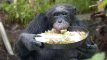 dejo la puerta abierta y escaparon dos chimpances: los mataron a tiros dejo la puerta abierta y escaparon dos chimpances: los mataron a tiros