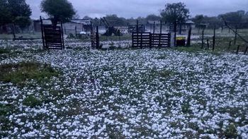 La granizada mató a decenas de animales y dañó el techo de la casa de la familia Martínez (Foto: Gentileza / La Nación)