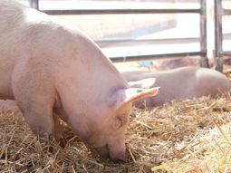 lanzan creditos en kilos de capon para la produccion porcina lanzan creditos en kilos de capon para la produccion porcina