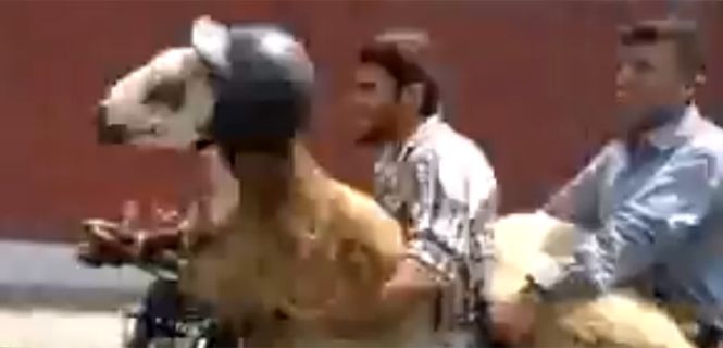 La seguridad ante todo: dos cabras viajan en una moto y hasta llevan el casco puesto