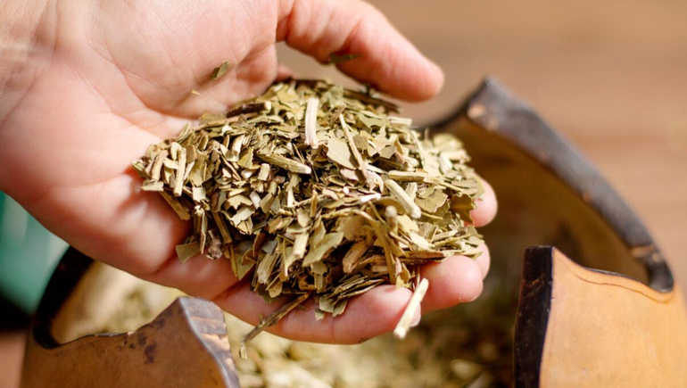 La yerba mate es una de las infusiones más consumidas de Sudamérica y ahora cuenta con su propia competencia internacional de calidad. La yerba mate es una de las infusiones más consumidas de Sudamérica y ahora cuenta con su propia competencia internacional de calidad.