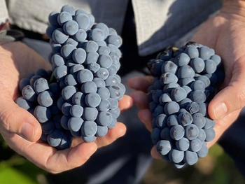 transformacion en patagonia: como un vinedo casi perdido produce vinos premiados mundialmente