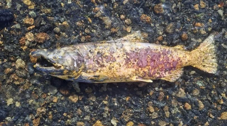 El salmón Chinook invasor genera hasta 20 toneladas de biomasa en tramos cortos de ríos de Santa Cruz. El salmón Chinook invasor genera hasta 20 toneladas de biomasa en tramos cortos de ríos de Santa Cruz.