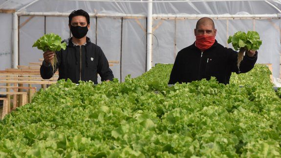 Los suspendieron en el petróleo y hacen verduras hidropónicas