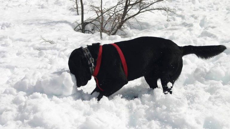 Murió Pucho, el perro rescatista más famoso de Bariloche