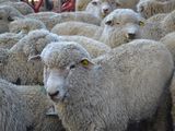 Se provee genética caprina de la raza Angora, Corriedale, Merino y Hampshire Down (en ovinos), y Aberdeen Angus y Jersey (en bovinos).&nbsp; Foto: subsecretaría de Producción.
