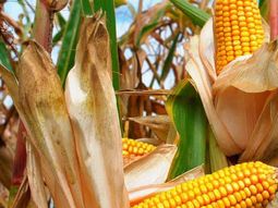 desarrollan edicion genetica para reducir altura del maiz desarrollan edicion genetica para reducir altura del maiz