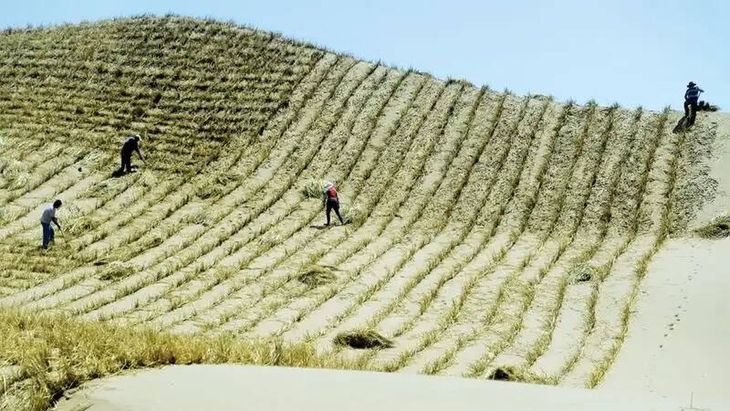 China, uno de los países con los programas de reforestación más ambiciosos del mundo, presentó un robot que utiliza el viento para sembrar vida en regiones desérticas. China, uno de los países con los programas de reforestación más ambiciosos del mundo, presentó un robot que utiliza el viento para sembrar vida en regiones desérticas.