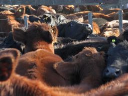 El valor promedio de las vacas fue el que más se recuperó en junio. El valor promedio de las vacas fue el que más se recuperó en junio.