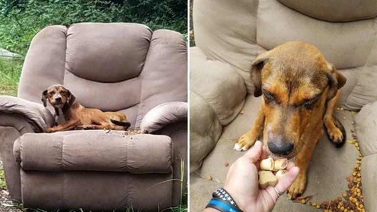 La triste historia de un cachorrito junto a un sillón