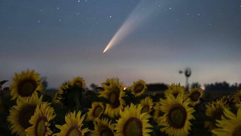 Los Girasoles en Mar del Plata. Los Girasoles en Mar del Plata.