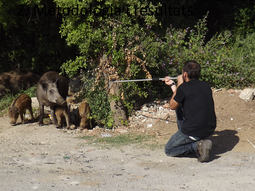 El análisis genético de jabalíes en Berlín y Barcelona revela poblaciones urbanas diferenciadas..Foto: WE&H – Wildlife Ecology & Health El análisis genético de jabalíes en Berlín y Barcelona revela poblaciones urbanas diferenciadas..Foto: WE&H – Wildlife Ecology & Health