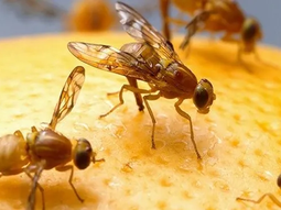 novedoso: inteligencia artificial para combatir la mosca de la fruta novedoso: inteligencia artificial para combatir la mosca de la fruta