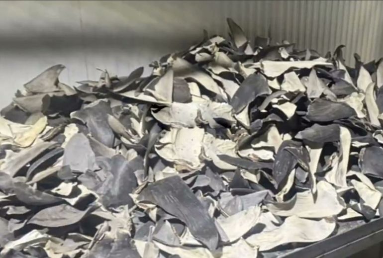 Incautan en Perú un cargamento de aletas de tiburón valuado en 15 millones de dólares que iba hacia el mercado asiático. Incautan en Perú un cargamento de aletas de tiburón valuado en 15 millones de dólares que iba hacia el mercado asiático.