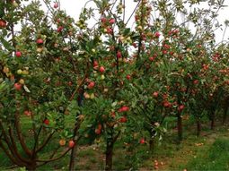 Brasil produce anualmente un promedio de 1 millón de toneladas de manzanas. Brasil produce anualmente un promedio de 1 millón de toneladas de manzanas.