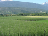 El 77% del lúpulo que se produce en Argentina se genera en ciudades y parajes rurales de la Comarca Andina del Paralelo 42, de la que El Bolsón es la punta de lanza de otras como Lago Puelo, El Hoyo o Epuyén.&nbsp;