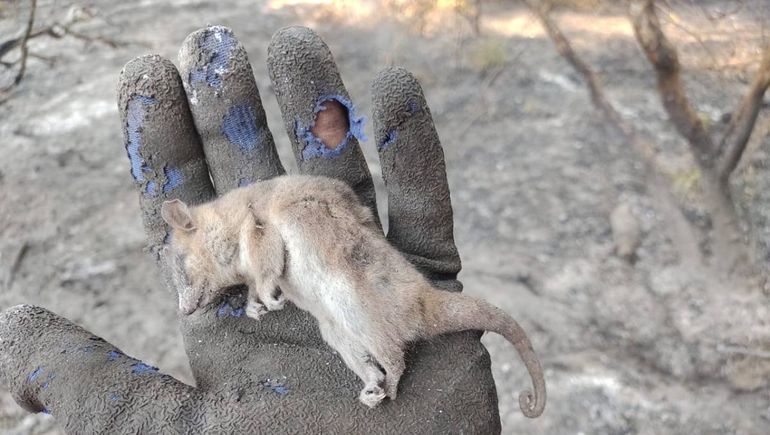 El día después del incendio en Valle Madgalena: muerte de animales por su hábitat destruido